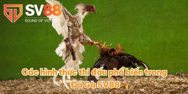 Các hình thức thi đấu phổ biến trong Đá Gà SV88