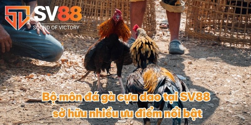 Đá Gà Cựa Dao - Thu Nhập Đã Cực Với Các Trận Cược Đá Gà 3 Bộ môn đá gà cựa dao tại SV88 sở hữu nhiều ưu điểm nổi bật