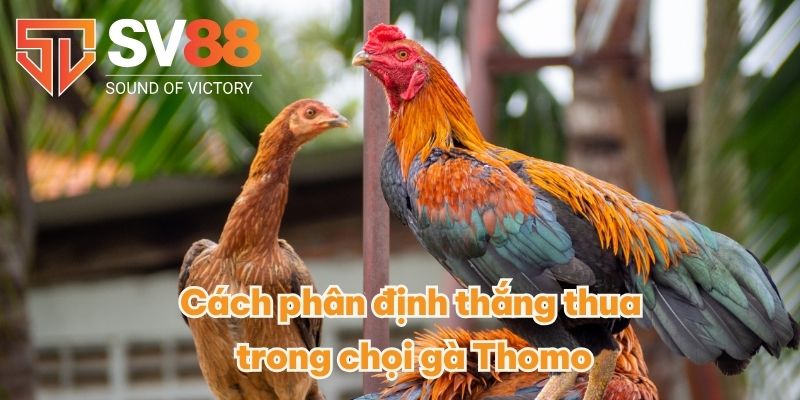 Cách phân định thắng thua trong chọi gà Thomo