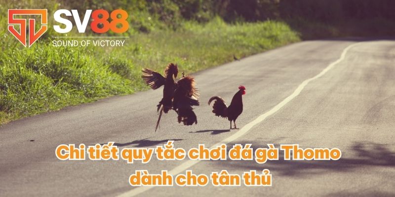 Chi tiết quy tắc chơi đá gà Thomo dành cho tân thủ