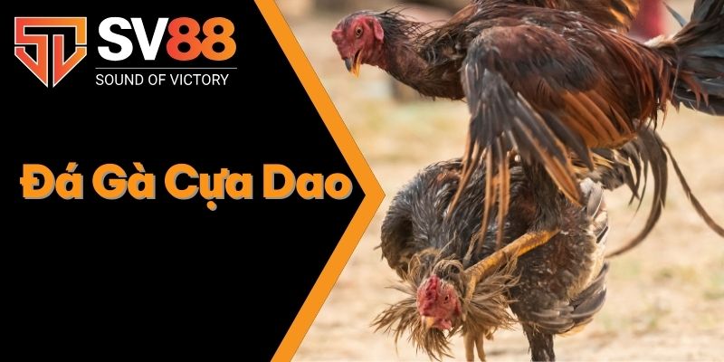 Đá Gà Cựa Dao - Thu Nhập Đã Cực Với Các Trận Cược Đá Gà 1 Đá Gà Cựa Dao