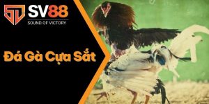 Đá Gà Cựa Sắt - Hết Mình Với Những Trận Đấu Đá Gà Đỉnh Cao 7 Đá Gà Cựa Sắt