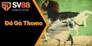 Đá Gà Thomo - So Tài Gay Cấn Có 1-0-2 Giữa Các Chiến Kê 5 Đá Gà Thomo