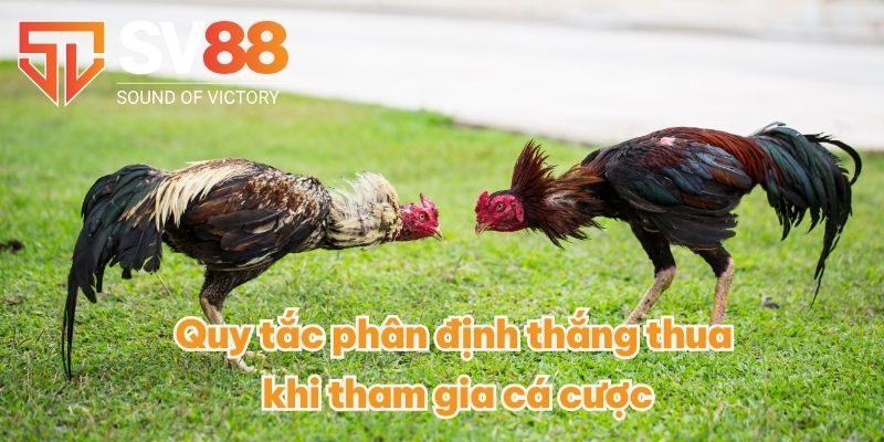 Đá Gà Cựa Sắt - Hết Mình Với Những Trận Đấu Đá Gà Đỉnh Cao 4 Quy tắc phân định thắng thua khi tham gia cá cược