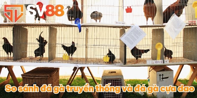 Đá Gà Cựa Dao - Thu Nhập Đã Cực Với Các Trận Cược Đá Gà 2 So sánh đá gà truyền thống và đá gà cựa dao