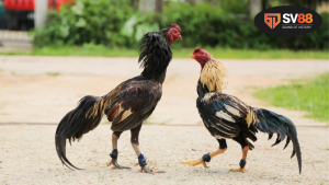 Đá gà là gì? Môn chơi truyền thống Việt Nam 4 Đá gà là gì? - Khái niệm và ý nghĩa trong văn hóa Việt Nam