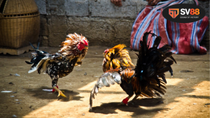 Đá gà 5 tỷ - Cuộc chơi đẳng cấp của dân cá cược 10 Khác biệt giữa đá gà bình thường và đá gà 5 tỷ – Đẳng cấp và sự đầu tư đỉnh cao