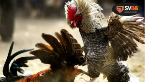 Đá gà giải Tonhon – Truyền thống đậm đà 9 Đá gà giải Tonhon – Truyền thống đậm đà