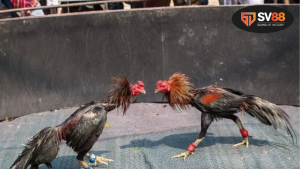 Đá gà 9999 - Trò chơi truyền thống hấp dẫn 8 Lịch sử và ý nghĩa của đá gà 9999 trong văn hóa Việt Nam