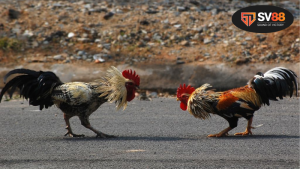 Đá gà video - Đánh giá các hình thức và phương pháp 7 Xu hướng xem đá gà video trực tuyến hiện nay