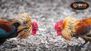 Luật đá gà - Tìm hiểu quy định và hướng dẫn chơi 3 Hiểu rõ về luật đá gà - Cơ sở pháp lý và quy định chung