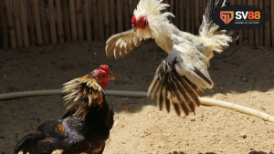 Đá gà MCW Casino - Trải Nghiệm Mòn Mỏi 6 Những Điểm Nổi Bật của Đá Gà MCW Casino