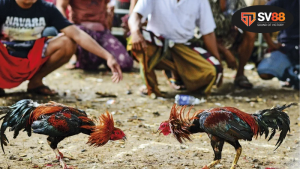 Đá gà theo ngày âm lịch - Chiêm nghiệm phong thủy 2 Hiểu rõ về phong thủy trong đá gà theo ngày âm lịch