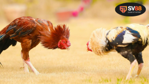 Ngũ hành đá gà - Bí quyết phong thủy nâng cao 1 Hiểu rõ về ngũ hành và mối liên hệ với trò chơi đá gà