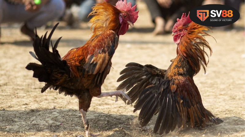 Đá gà ăn 5 là sao - Bí mật, ý nghĩa và chiến thuật 2 Ý nghĩa của "ăn 5" trong đá gà