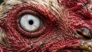 Bí quyết chọn gà đá qua mắt chuẩn xác từ cao thủ 1 chon-ga-da-qua-mat