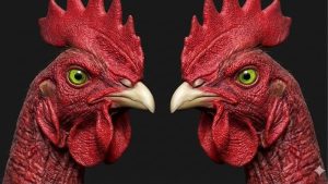 Mẹo xem tướng đầu gà - Bí kíp chọn chiến kê 3 meo-xem-tuong-dau-ga